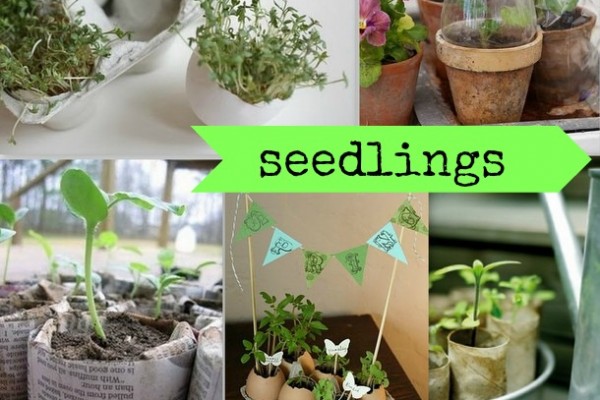 9 tips & tricks on How to grow seedlings via Nest of Posies
