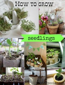 how to grow seedlings – {seeds}