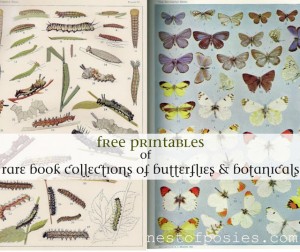 botanicals, butterflies & specimen book collections – free printables