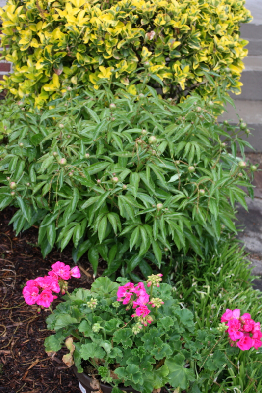 Mixing Perennials with Annuals