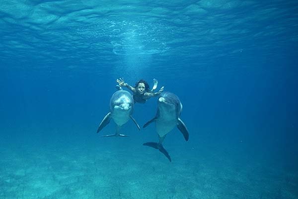 Swimming with Dolphins in Panama City Beach on Shell Island