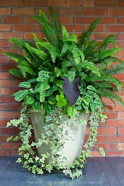 Flower Container Gardening Ideas