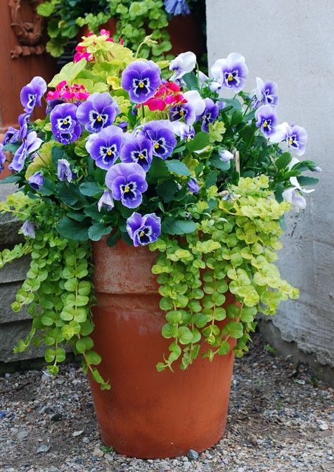 Flower Container Gardening Ideas