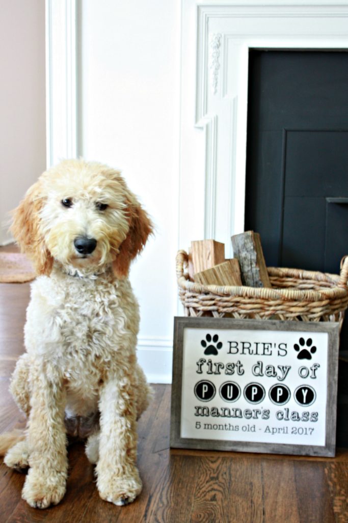 Puppy's First Day of Class Free Printable Signs