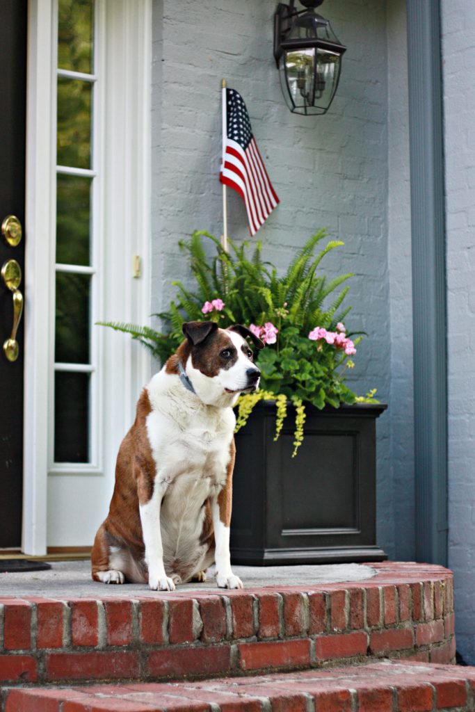 Patriotic Planters Decorating Tip