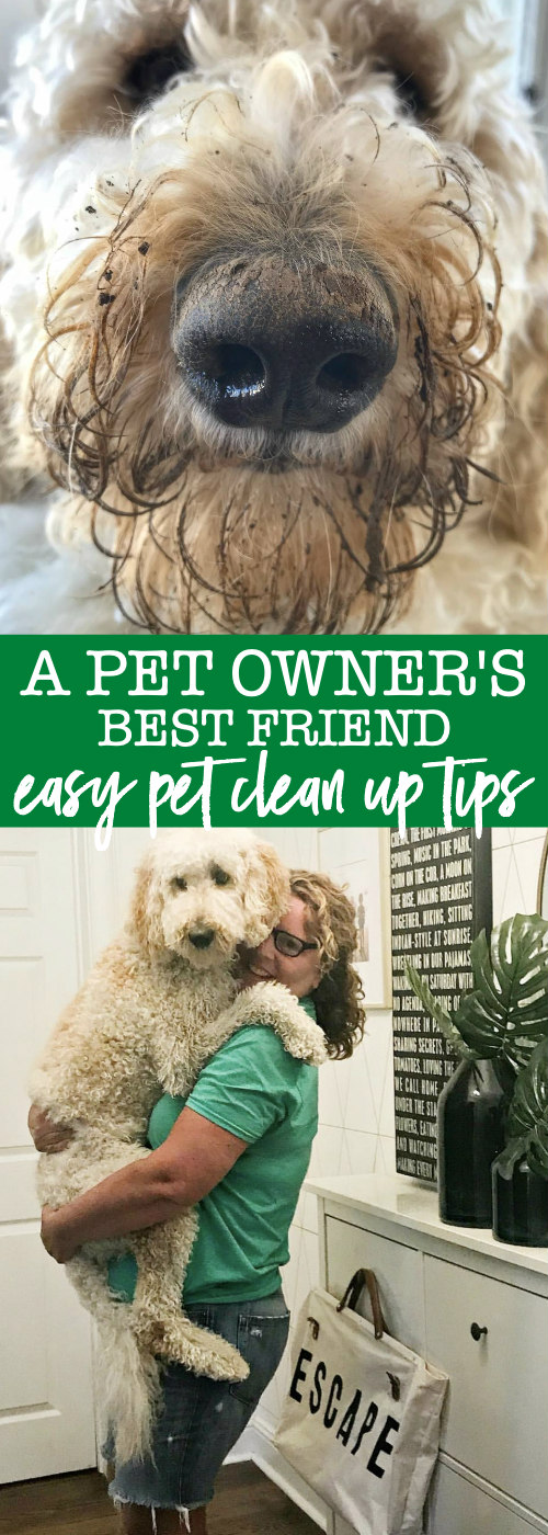 A Pet Owner's Best Friend