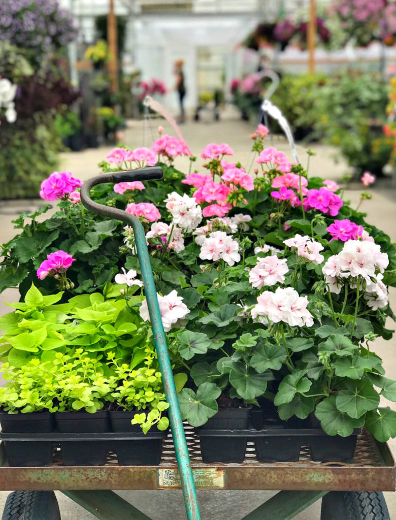 What to Plant in Your Window Boxes