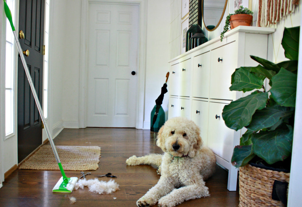 Cleaning your home when you have pets