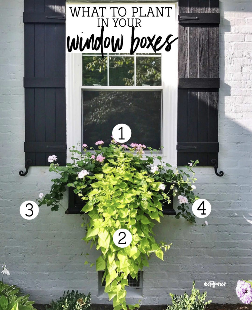 What to Plant in Your Window Boxes