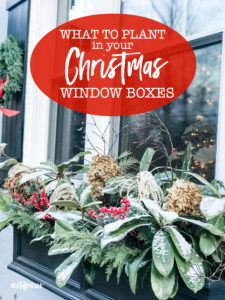 What to Plant in Your Christmas Window Boxes